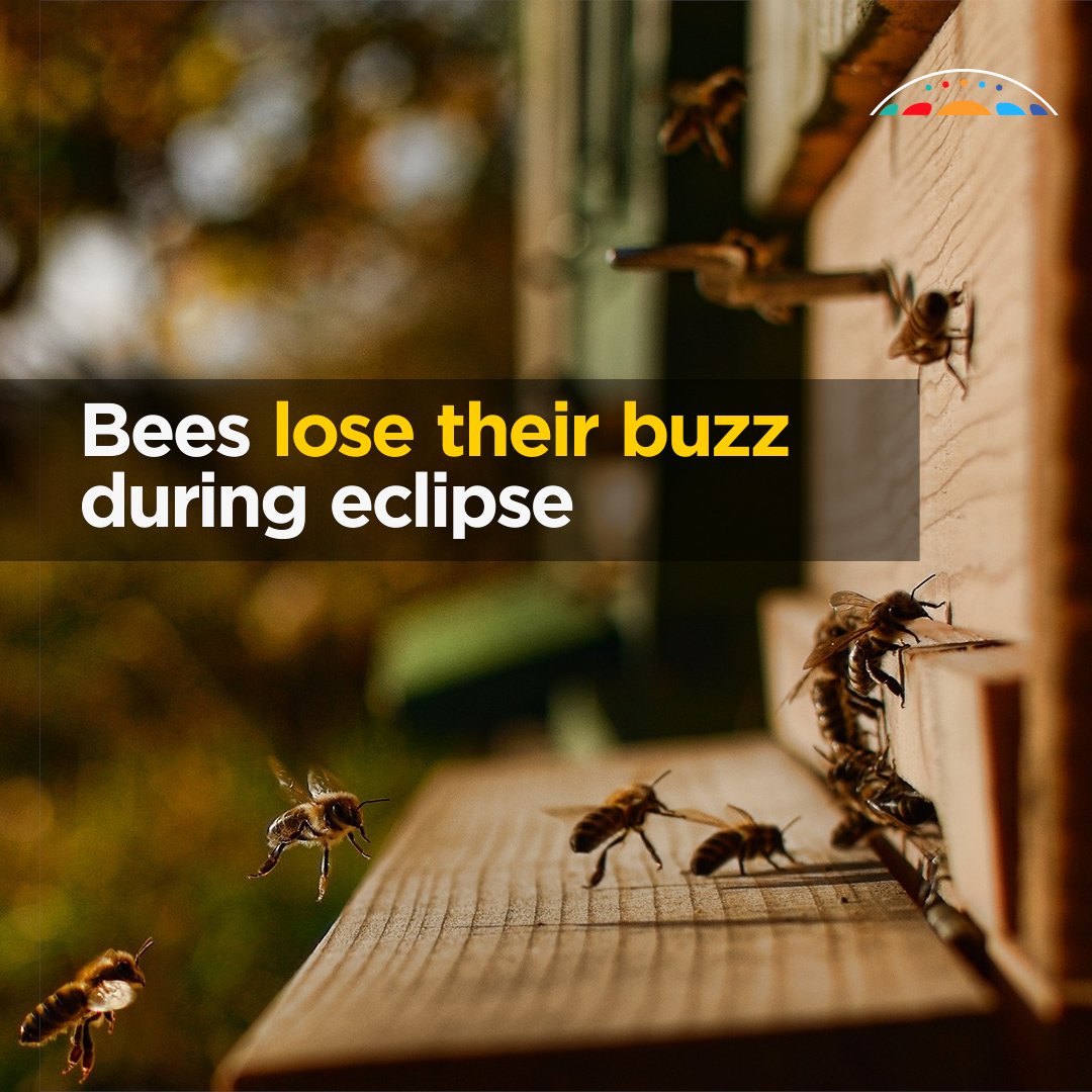 Solar eclipses make some animals do strange things, and bees have been observed losing their buzz! #SolarEclipse2023