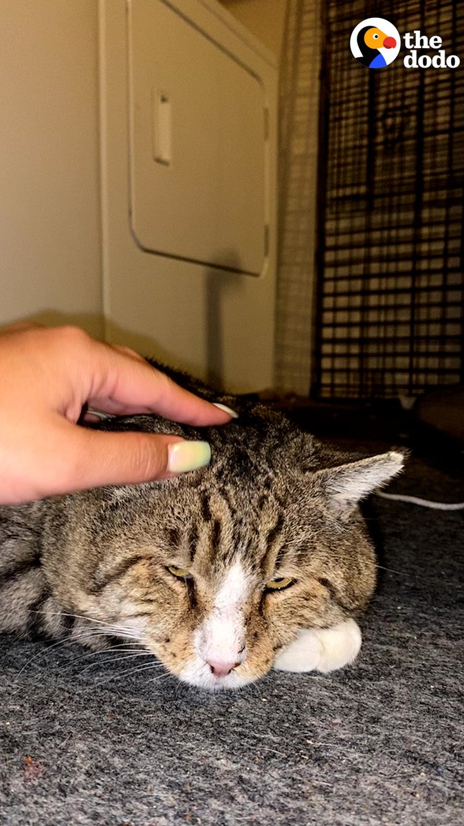 Stray tomcat with the jowliest face hated everyone — until he appeared in this woman's living room ❤️