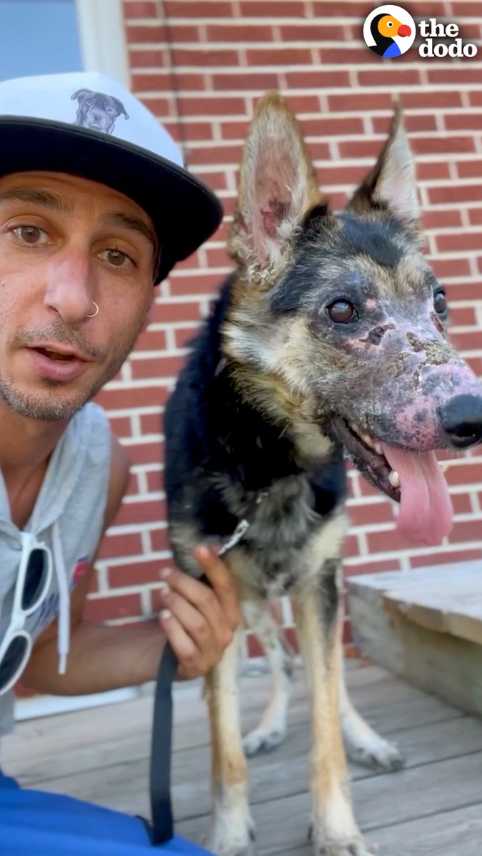 No one knew what was wrong with this dog's face until this guy came along and gave her the most magical glow up ✨❤️