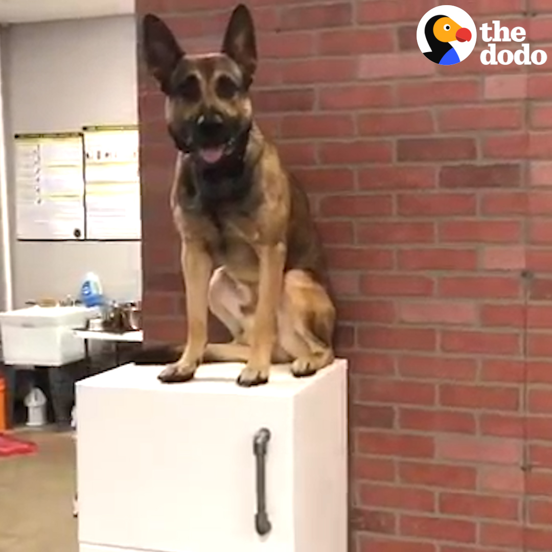 Service dog adorably fails out of school ❤️