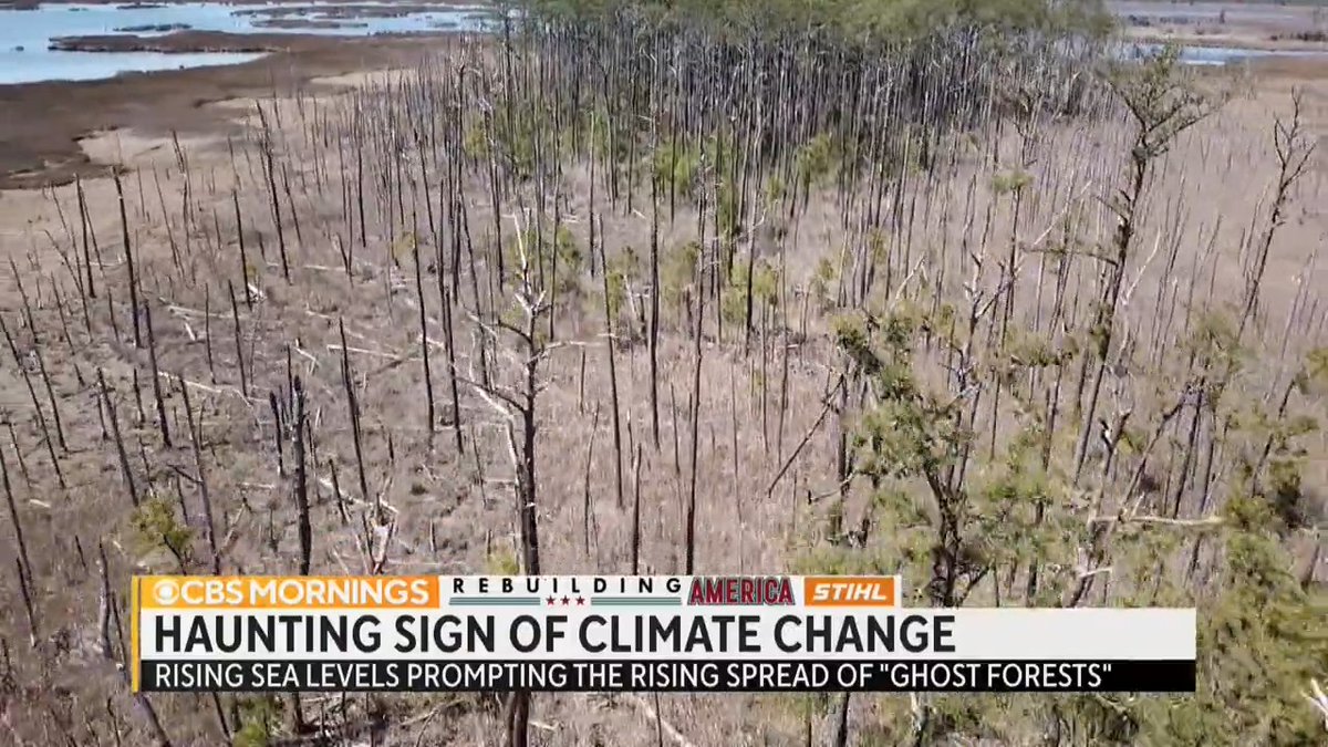 Acres of forest land in the U.S. is drowning from rising sea levels, creating one of the most striking indicators of climate change: ghost forests. One scientist, who says the phenomenon is inevitable, is now working to ensure the marshes left behind offer some benefits.