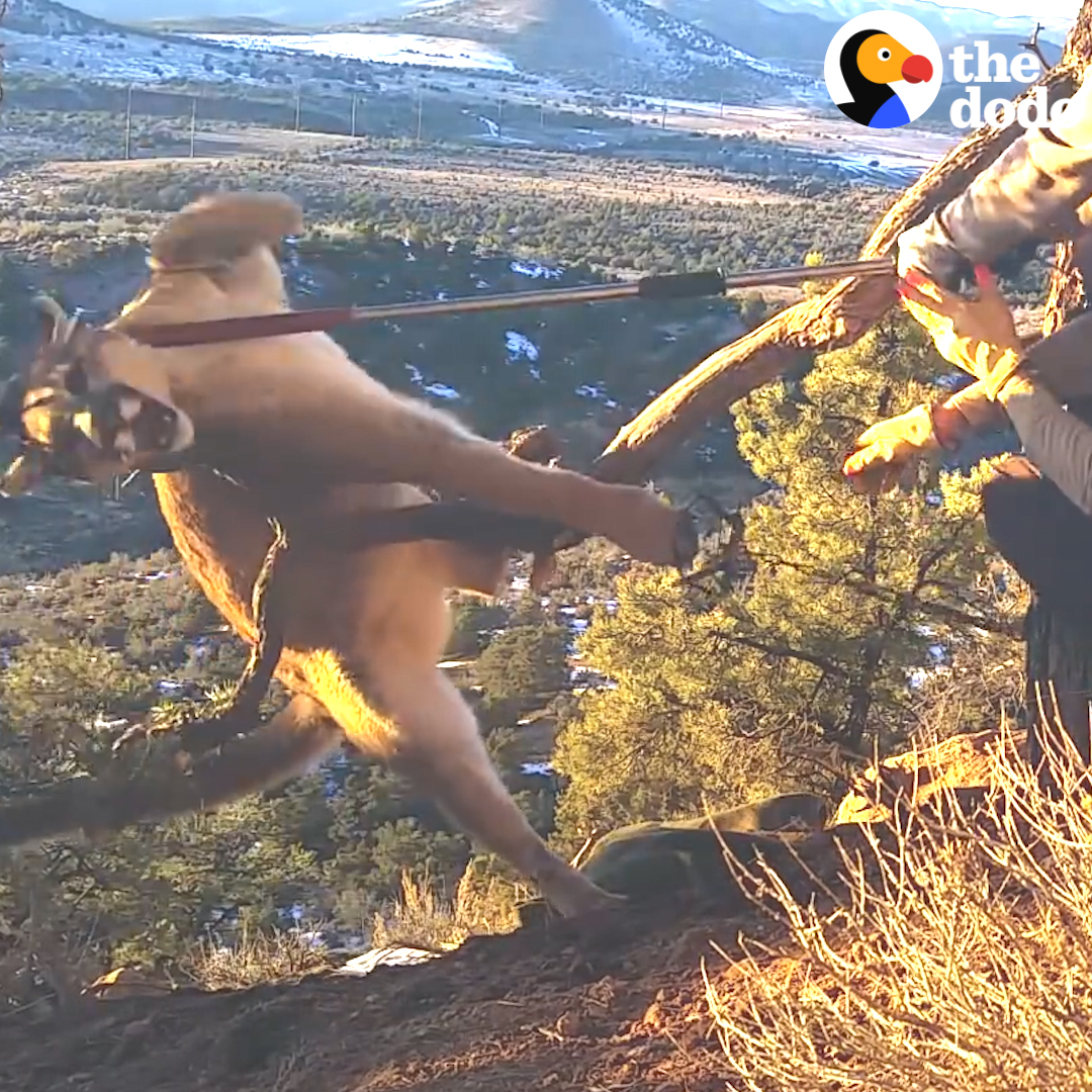 This cougar was thrashing around in a painful foot trap, and these guys risked their lives to save his 💪