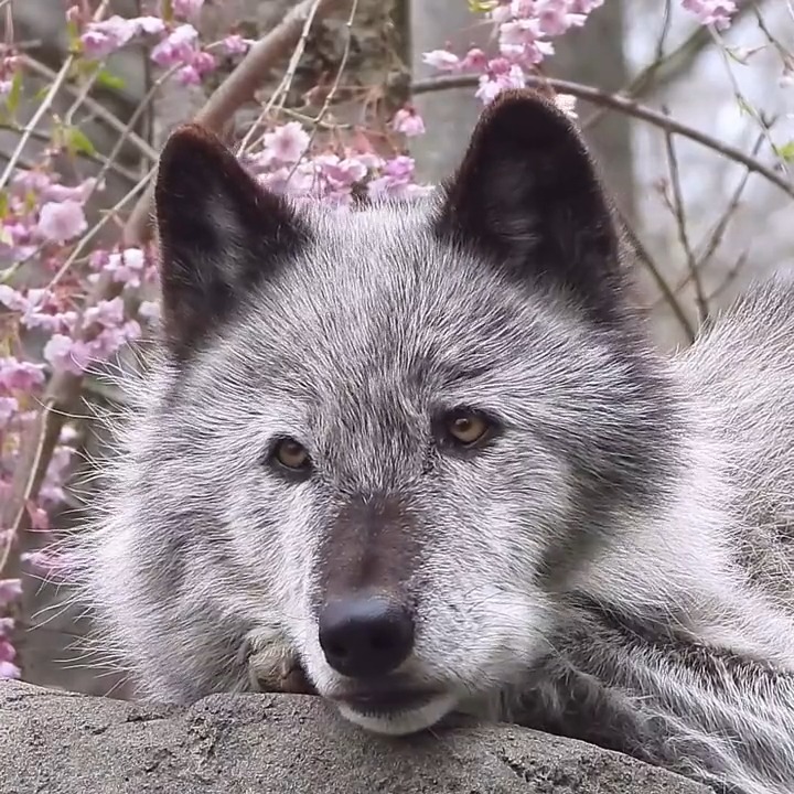 Your moment of calm 🐺