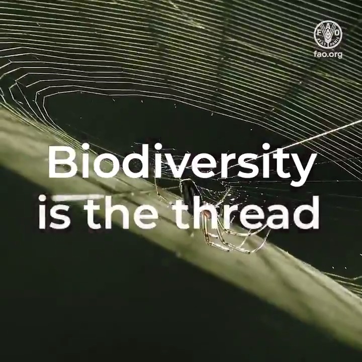 Without biodiversity there would be no food. Biodiversity depends on how we manage our agrifood systems & take care of nature. Our future depends on biodiversity! #EarthDay