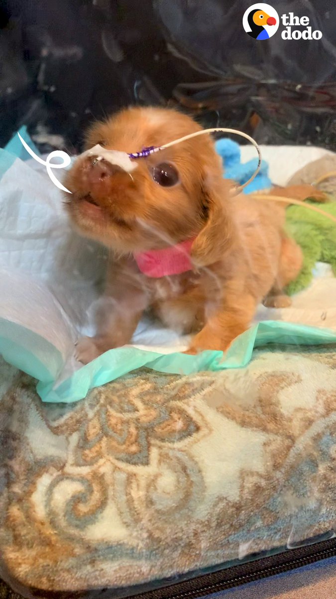Puppy had to live in a bubble to breathe - until she started crying to get out!