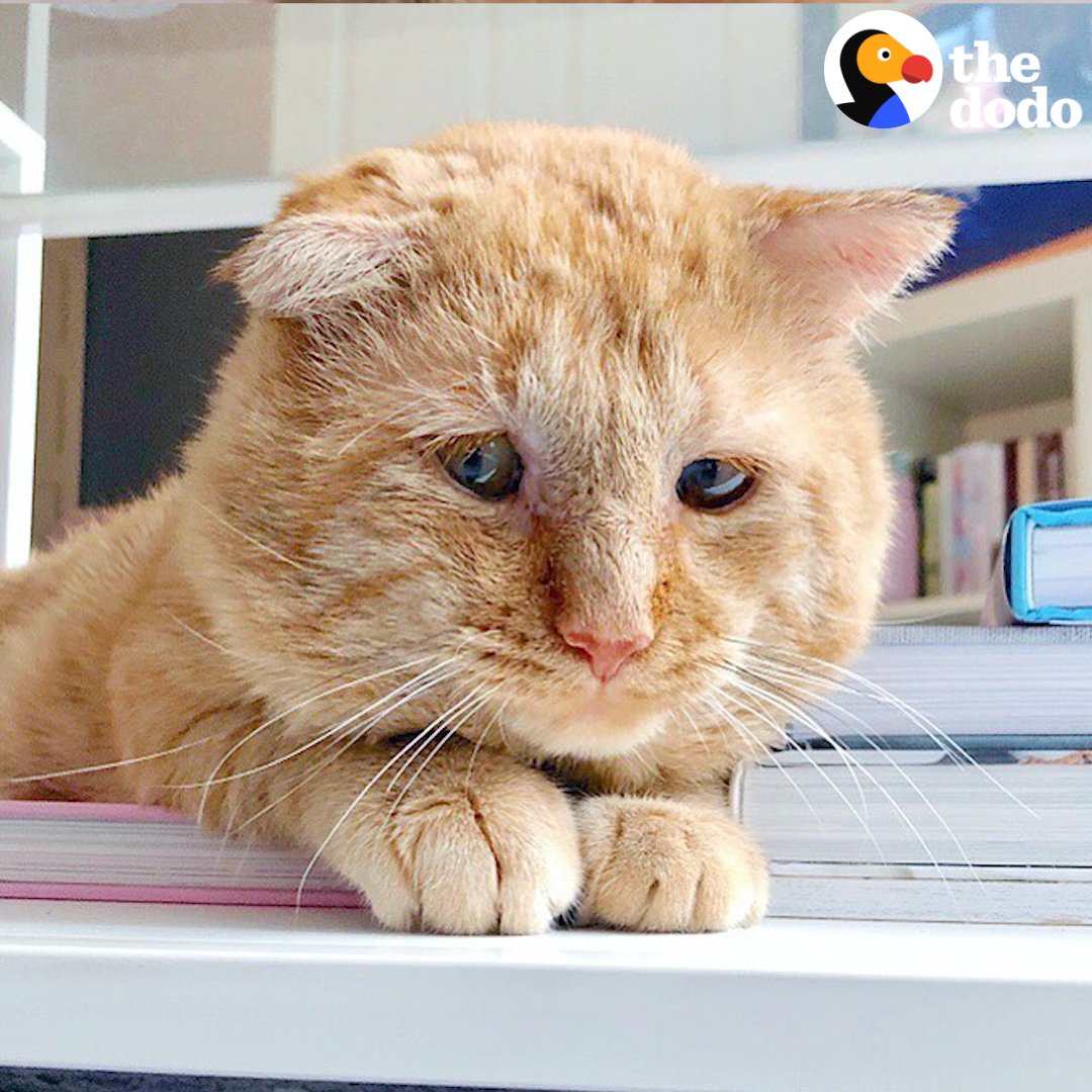 Watch this sad shelter cat become a purring kitten with his new mom 😻