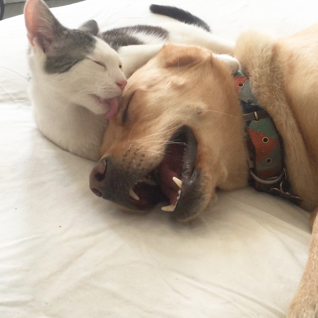 The look on this dog's face when her favorite cat is grooming her 😍