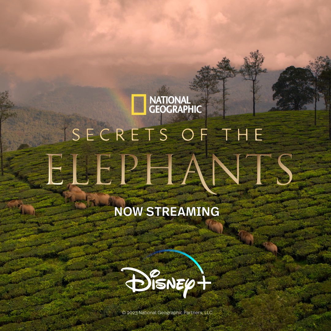 Elephants speak to each other in ways we're just beginning to understand. They'll share their secrets with us—if we'll listen. #SecretsOfTheElephants, a four-part National Geographic series, is now streaming on Disney+ and Hulu