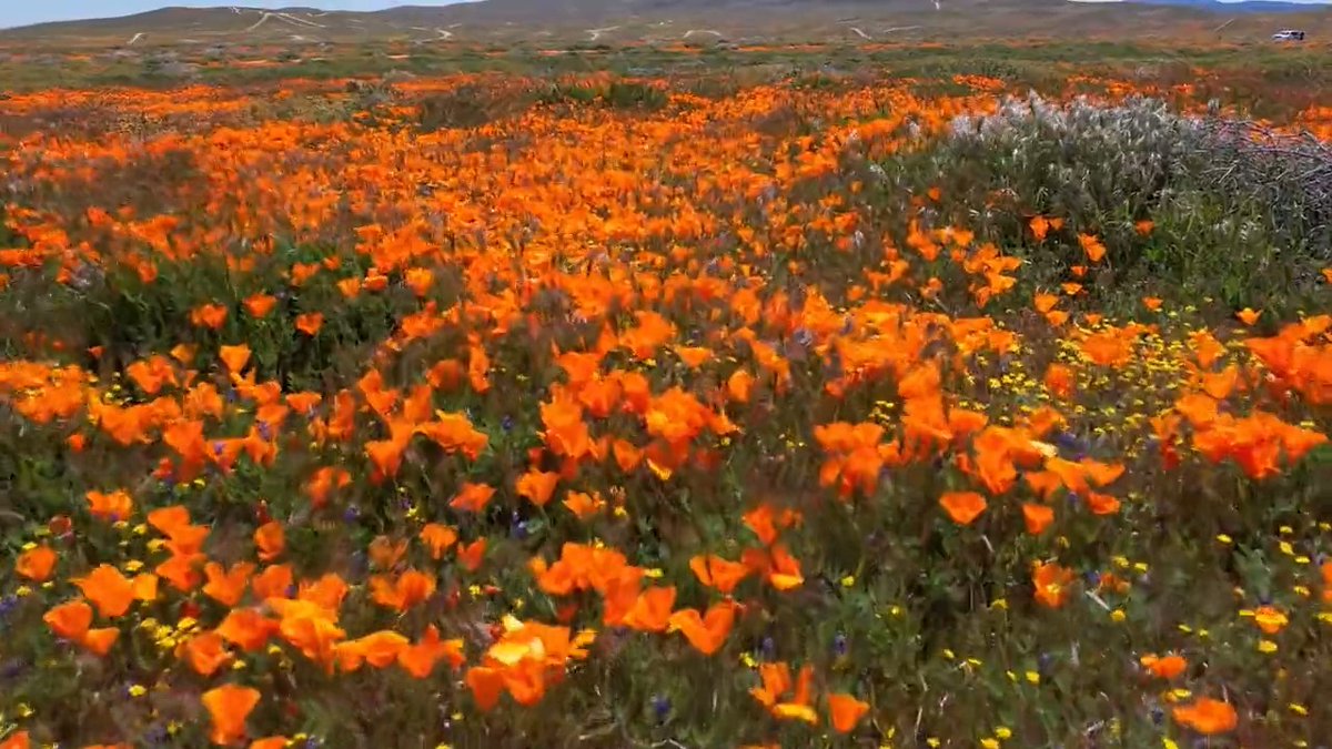 The Antelope Valley is painted orange with poppies! Enjoy this soaring drone footage for a bird's eye view that will brighten your day.