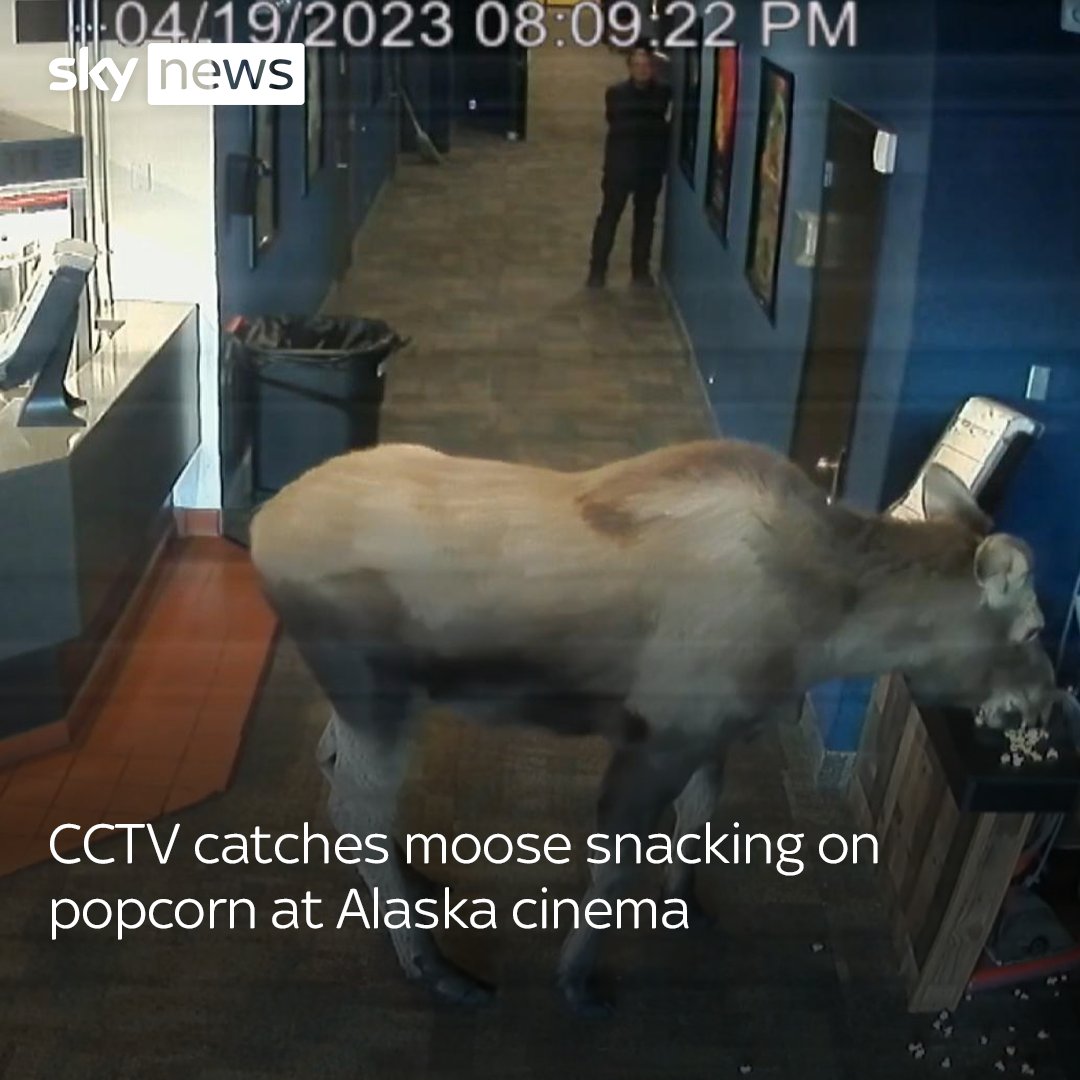 🍿 A moose was caught on CCTV wandering into a cinema in Kenai, Alaska and snacking on some popcorn More videos: