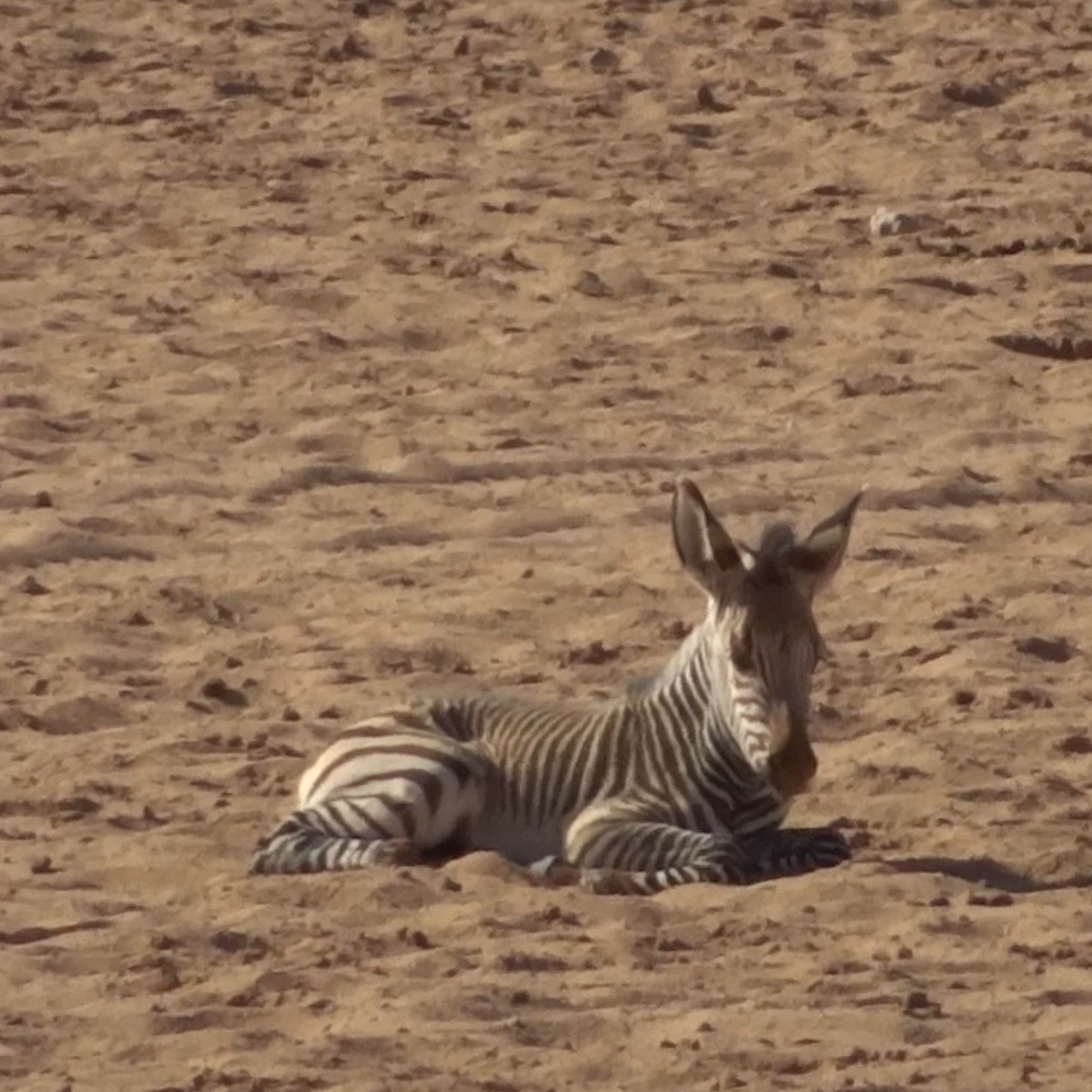 This orphaned baby zebra was all alone — until something beautiful happened 💗