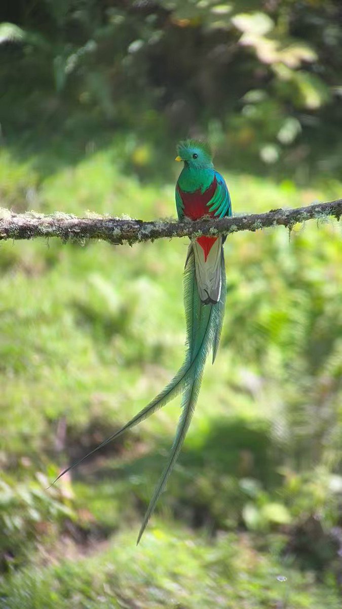 The day of the Quetzal. Need I say more? The Resplendent Quetzal is a trogon with the most amazing wing coverts that trail down looking like a tail. Prized by the Incas and the Mayas the Quetzal is a mythological bird that can be seen even today! #IndiAves #BirdsSeenin2023
