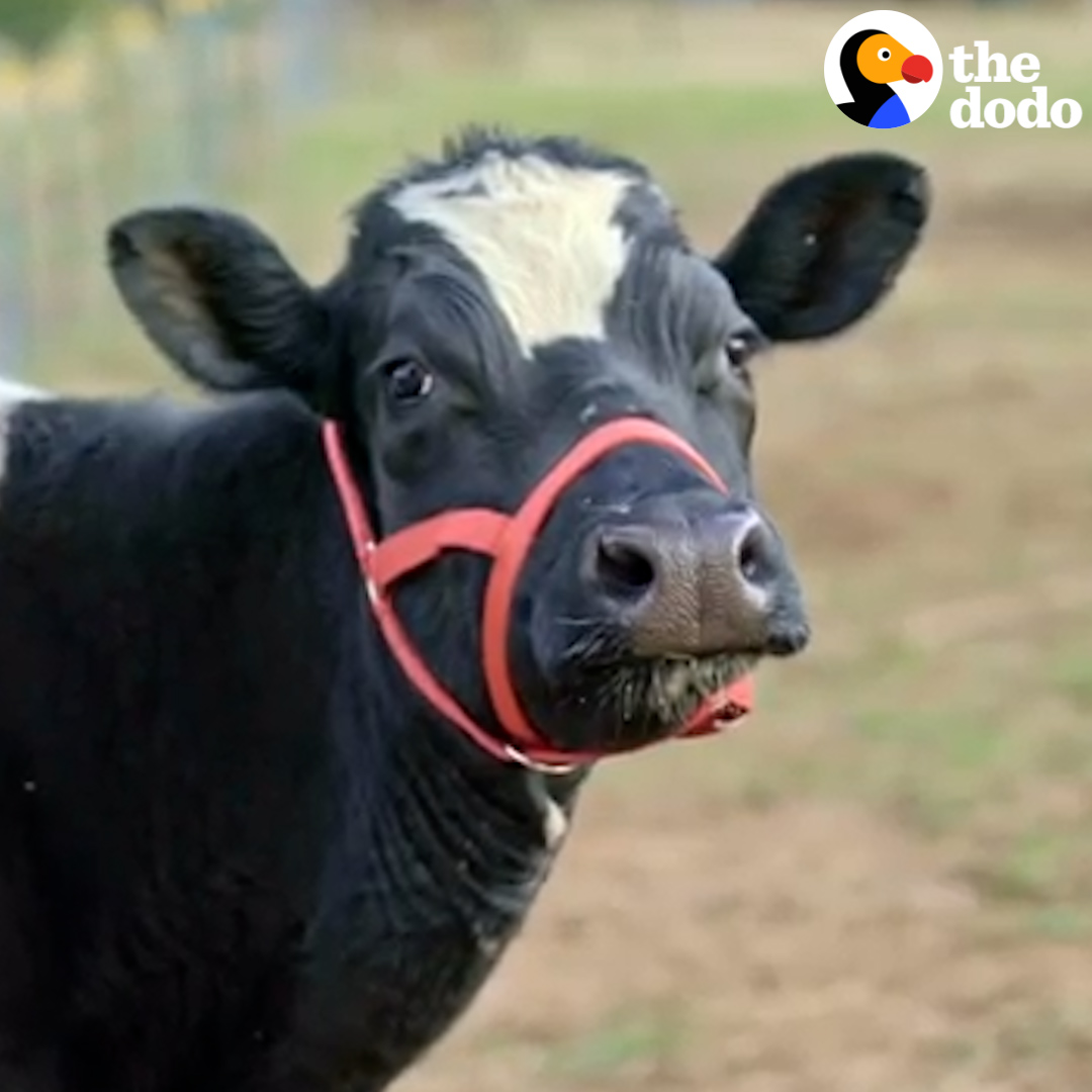 Mama cow won’t stop mooing when she reunites with her lost baby 😭 The Gentle Barn