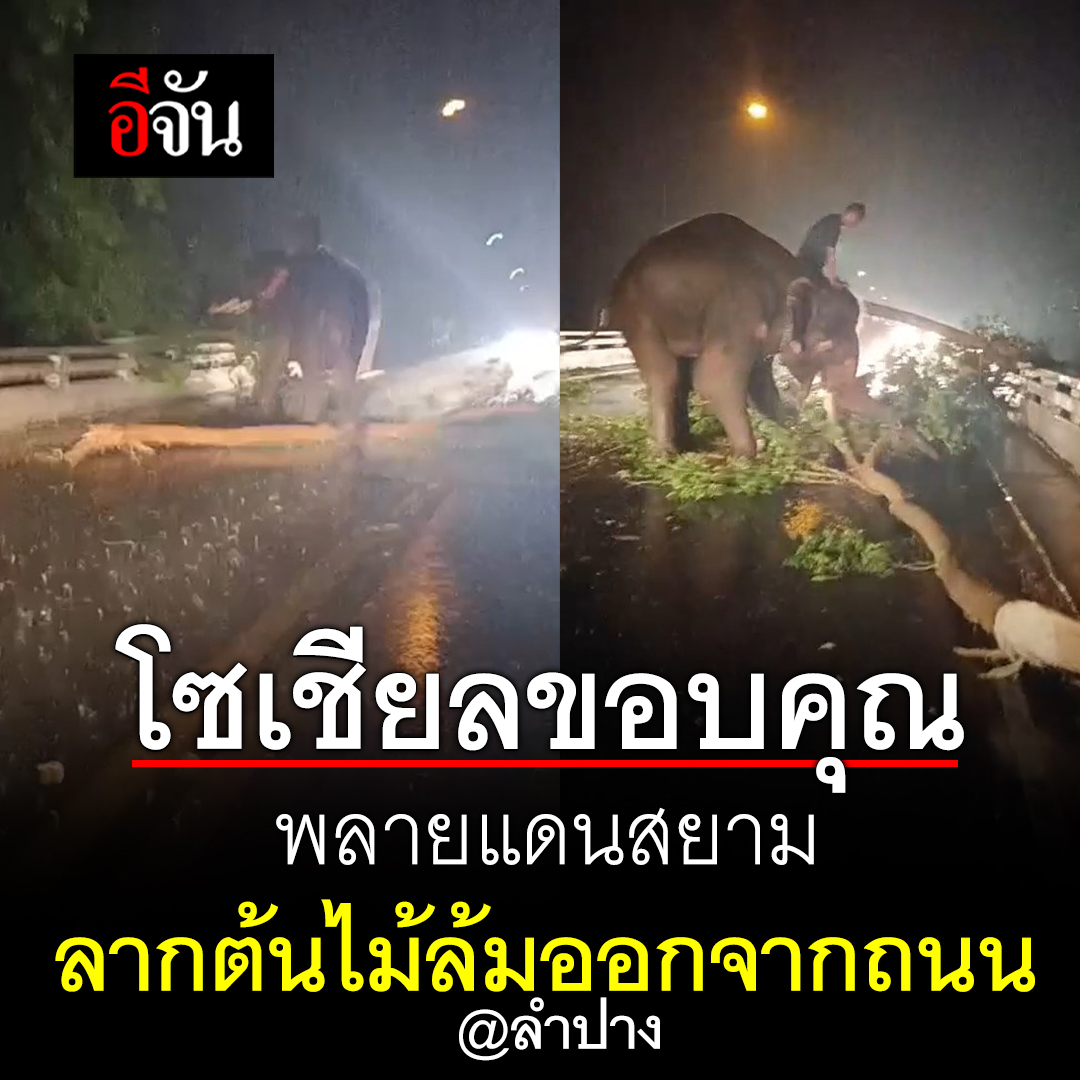 สุดยอดเลยต้าวช้าง โซเชียลแห่แชร์คลิปและขอบคุณความแข็งแรง ของช้างพลาย แดนสยาม ที่ช่วยลากต้นไม้ออกจากถนน สายลำปาง-แพร่ ซึ่งล้มลงมาขวางถนน หลังเกิดพายุฝน อ่านข่าว คลิก :