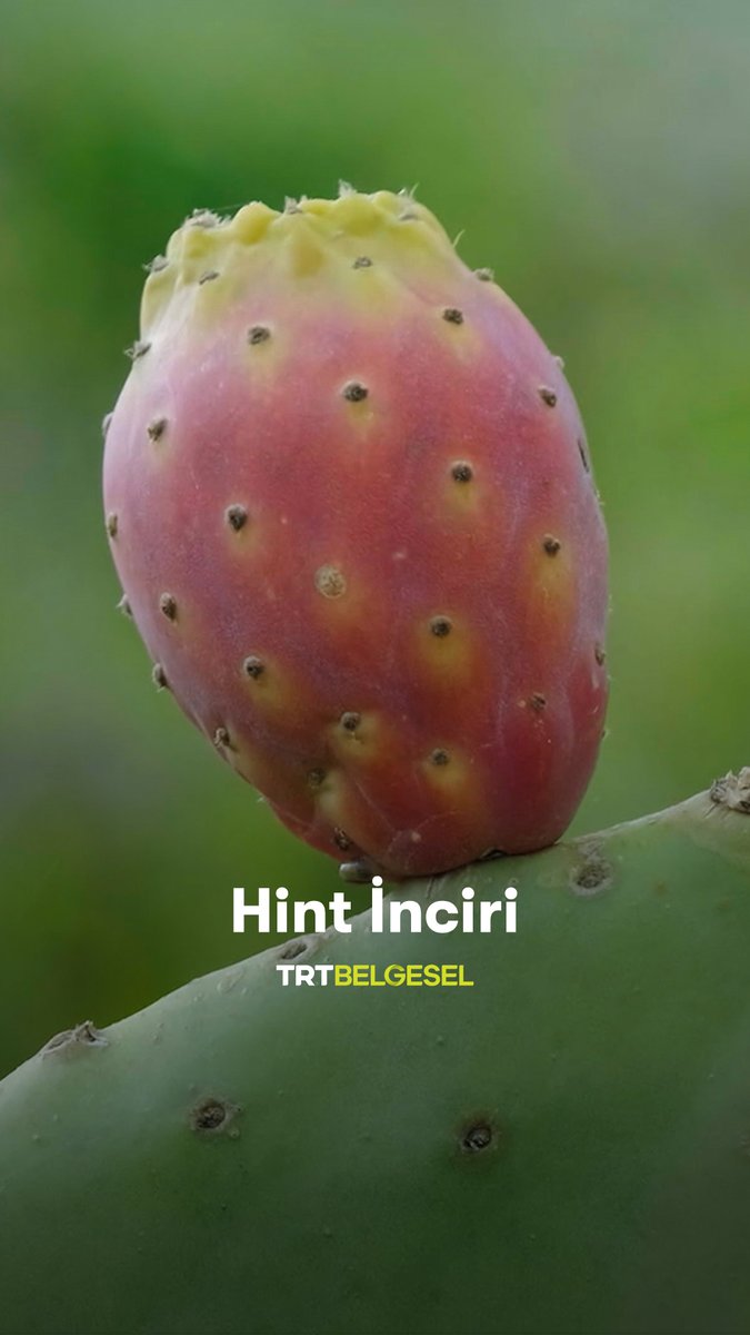 Hint incirini duymuş muydunuz? 🌵 Hint inciri olarak bilinen kaktüs türünü ve meyvesini inceliyoruz. 😋
