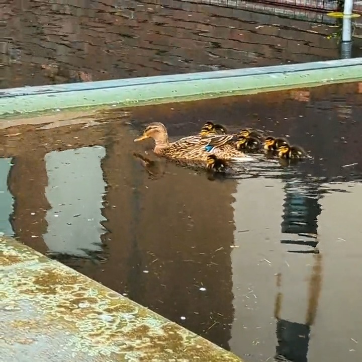 🚨 Cuteness Alert... 😍 We have ducklings at The Civic Centre 🦆