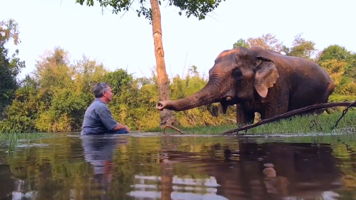 Rescued elephant completely relaxes when this guy plays music for him ❤