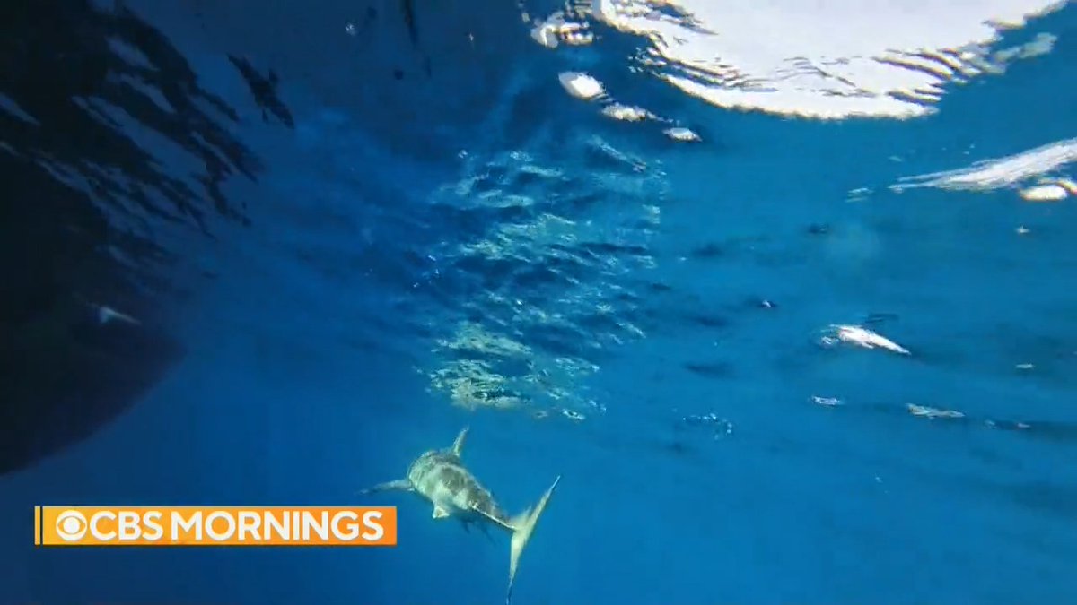 For centuries, researchers have been unable to find the place where great white sharks mate in the Atlantic Ocean. But now, OCEARCH scientists may be on the verge of an answer to the “400 million-year-old secret” — and it could help protect the entire ocean.