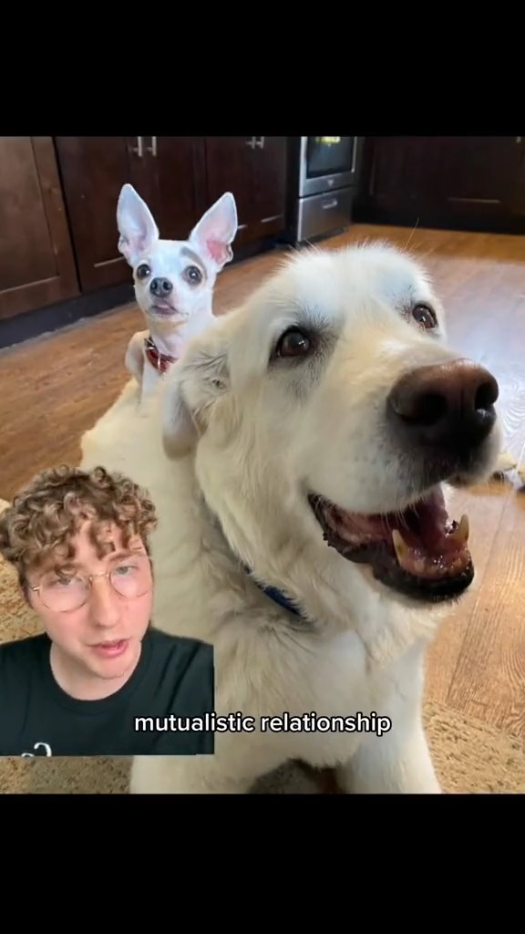 This is the story of Big Ben and Tiny Tim. 14/10 for all