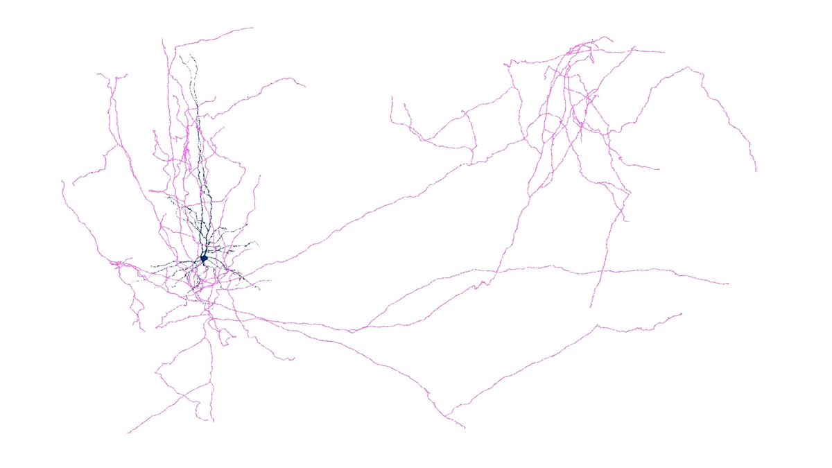 In this mesmerizing video by Forrest Collman from our #ElectronMicroscopy team, a layer 5 thin tufted neuron is revealed with blue dendrites and purple axon. As it progresses, we zoom into where the neuron connects to a pyramidal cell. 🔗