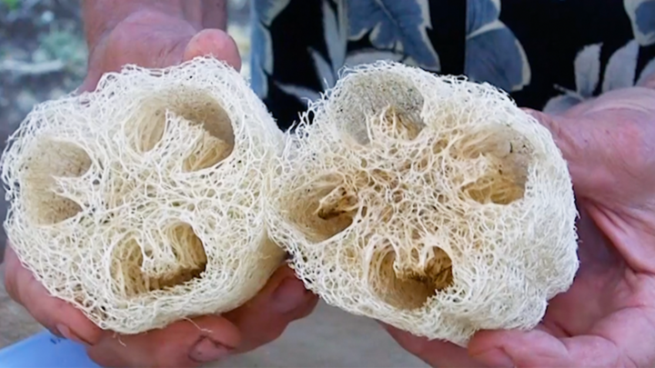 How 200,000 luffas become kitchen sponges