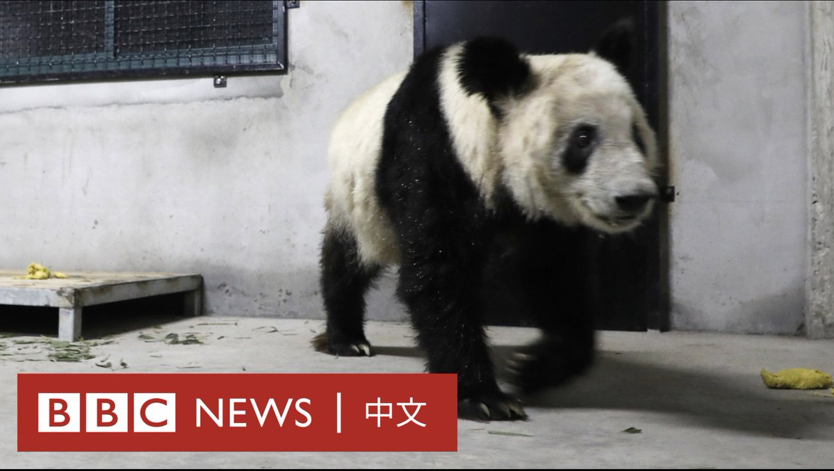 4月27日,雌性大熊猫(猫熊)丫丫结束20年的租借美国生活,返抵中国。 丫丫将在上海动物园隔离检疫一个月,之后将被送回出生地北京动物园安老。 早前,部分中国网民质疑美国园方照顾丫丫不周,甚至虐待。中方专家赴美检查后,认为丫丫健康状况“相对平稳”,动物园方面也否认虐待指控。