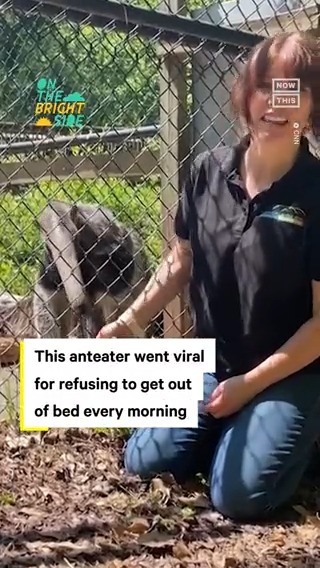 Five more minutes, please! This giant anteater refuses to get out of bed every morning, and honestly, we can relate. 🥱