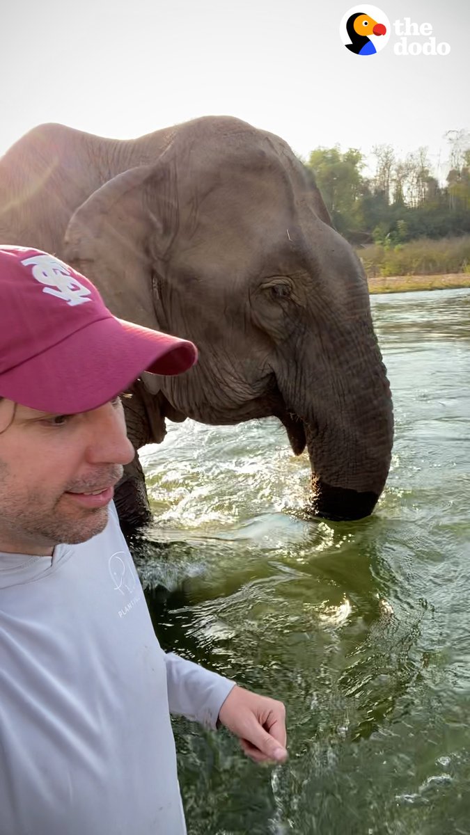 Guy convinces a 49-year-old elephant's owner to let her retire — and she follows him so sweetly across a river to freedom 😭❤️
