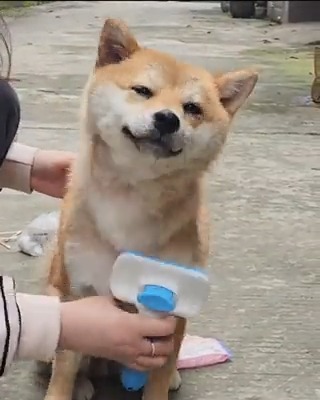 brushy brushy