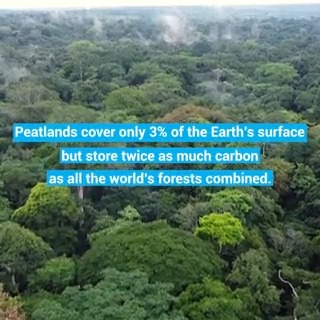 A super solution to the #ClimateCrisis? Peatlands. Peatlands cover just 3% of the planet's land but store 30% of its soil carbon. Urgent action is needed to conserve these carbon sinks.