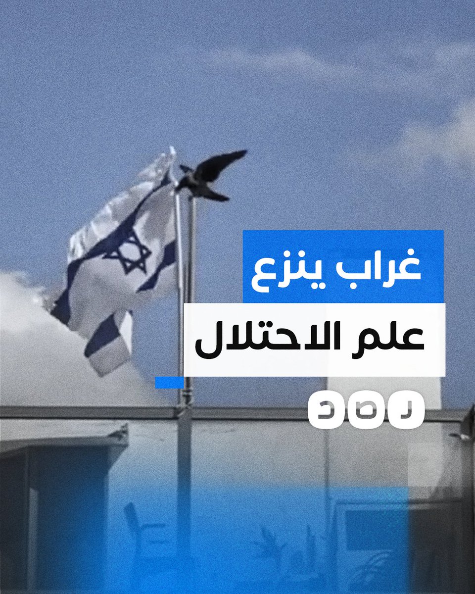 غراب ينتزع العلم "الإسرائيلي" ويلقيه أرضا بإحدى مستوطنات الاحتلال #فلسطين