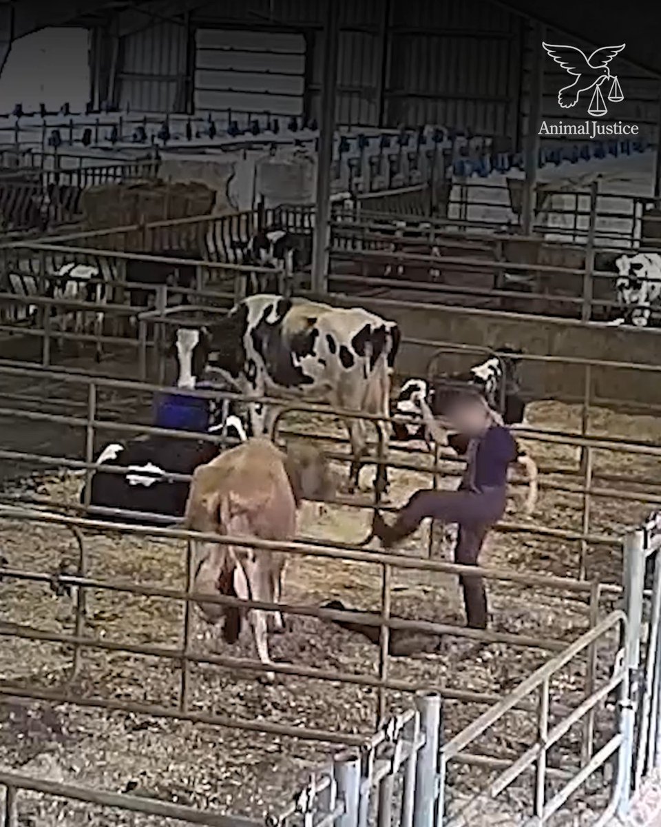 From cheese to ice cream, there are endless animal-friendly options. There's no excuse for animal abuse. Go vegan.