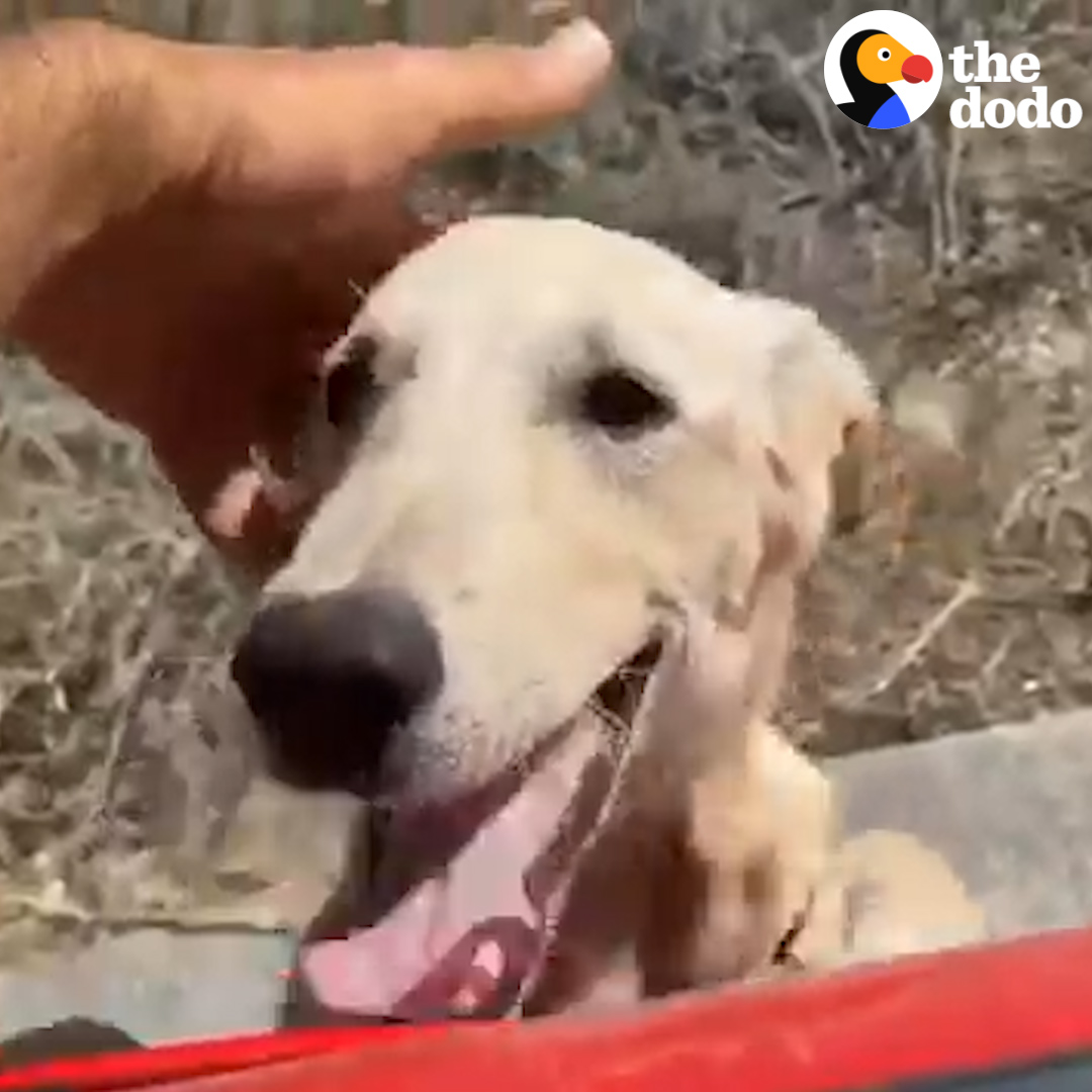 Stray dog runs up to a car and asks to be rescued ❤️ @1371takis