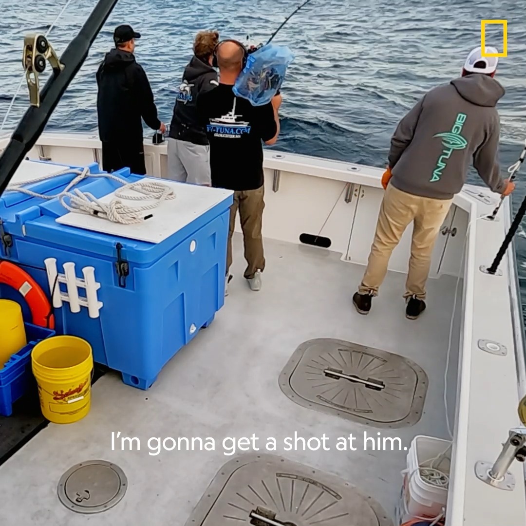 Capt. Dave of FV-Tuna Dot Com may be the boat to beat at the moment, but that doesn't mean the competition isn't fierce! Don't miss an all-new episode of #WickedTuna, tonight at 9/8c on National Geographic.