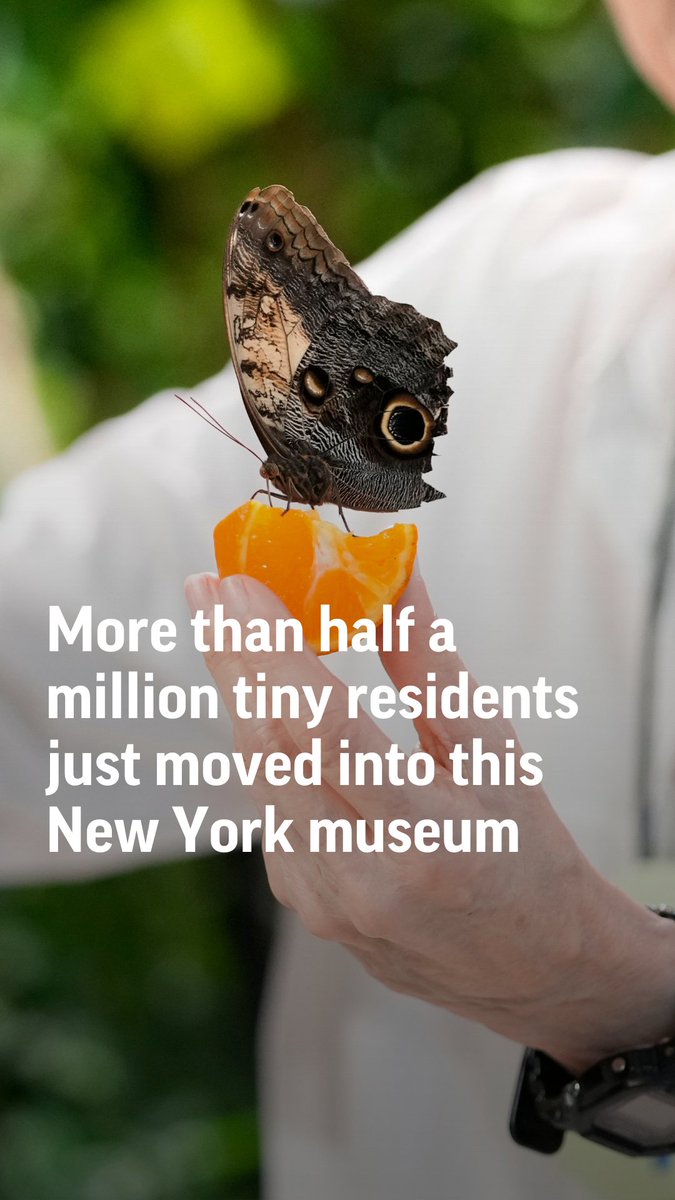 Meet the more than half a million tiny residents who just moved into The American Museum of Natural History in New York.