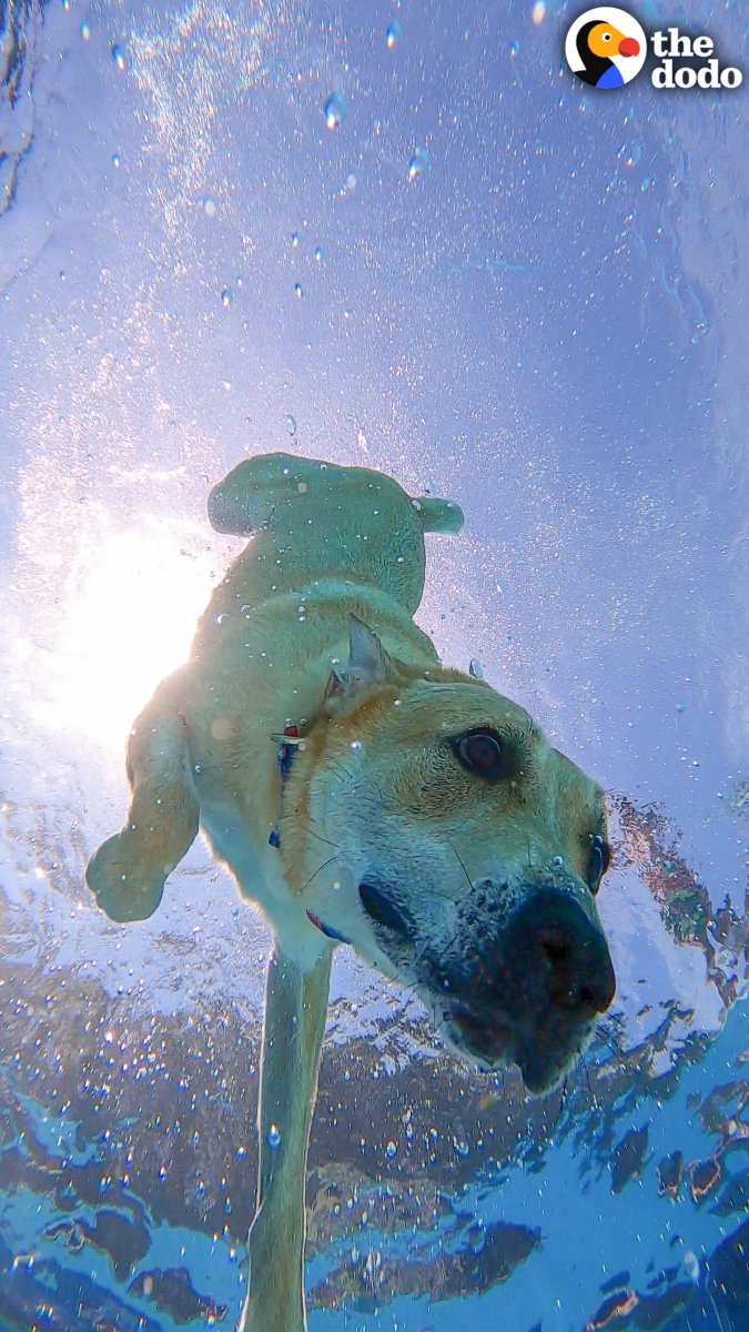 Dog loves diving to the bottom of the pool like a seal for the most random objects — and his absolute favorite is an old brick 💙