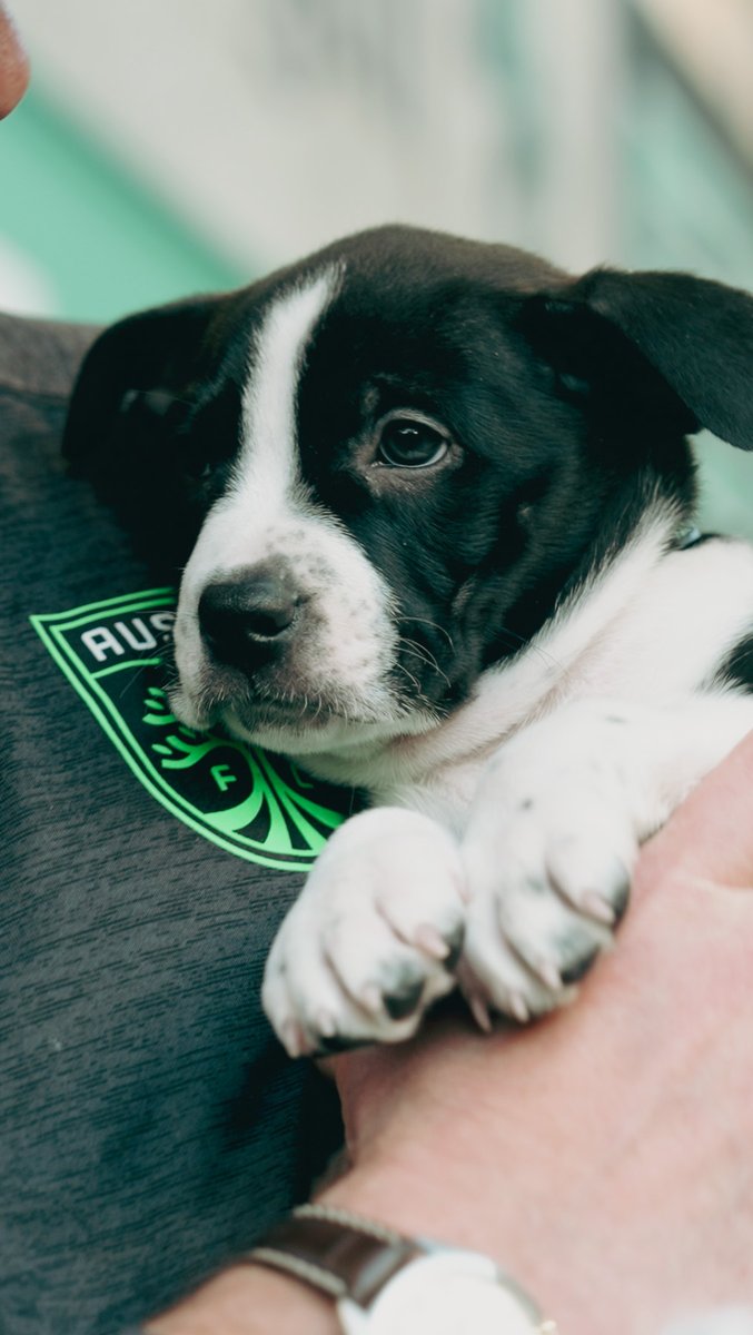 Look no further for the perfect way to kick off the week. 🥹🐶