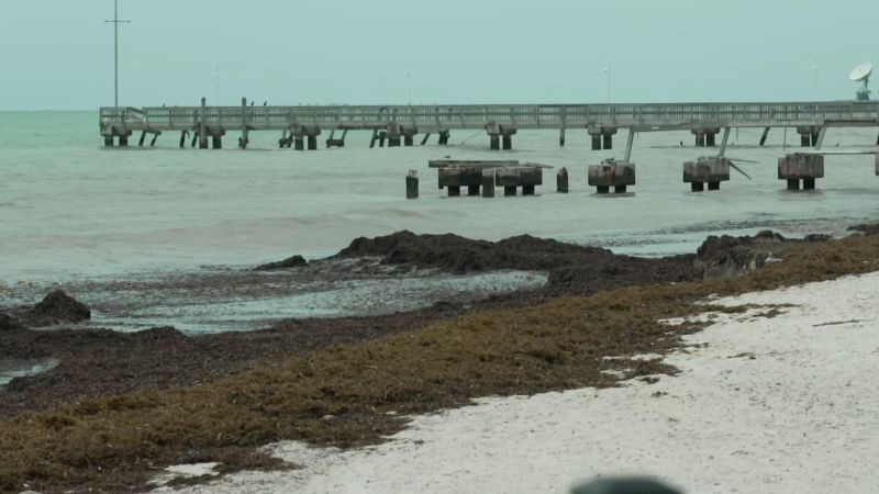 Massive blob of smelly seaweed reaches Florida beaches