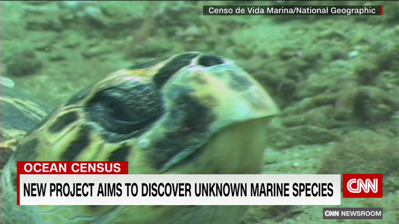A new Ocean Census project aims to identify thousands of unknown marine species