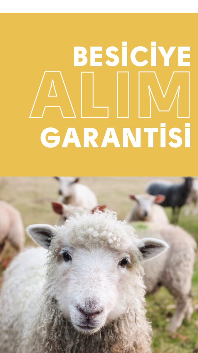 Besicimize alım garantisi ve mutlak kârlılık sağlayacak Sözleşmeli Besicilik Projesi’ni başlattık. Her zaman olduğu gibi desteklerimizle ve projelerimizle yetiştiricilerimizin yanında olmaya devam edeceğiz. #TürkiyeYüzyılı, üretimin yüzyılı olacak.