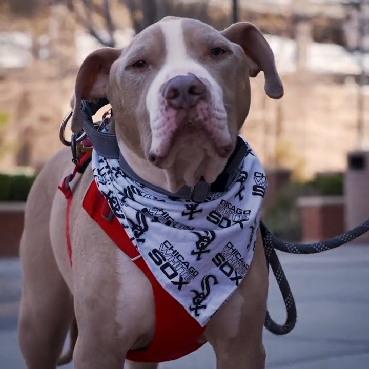 🐾 Meet Leo 🐾 Leo, a Pitbull rescue, is the team’s first official four-legged #SoxSocial correspondent for tonight’s celebration of Dog Day.