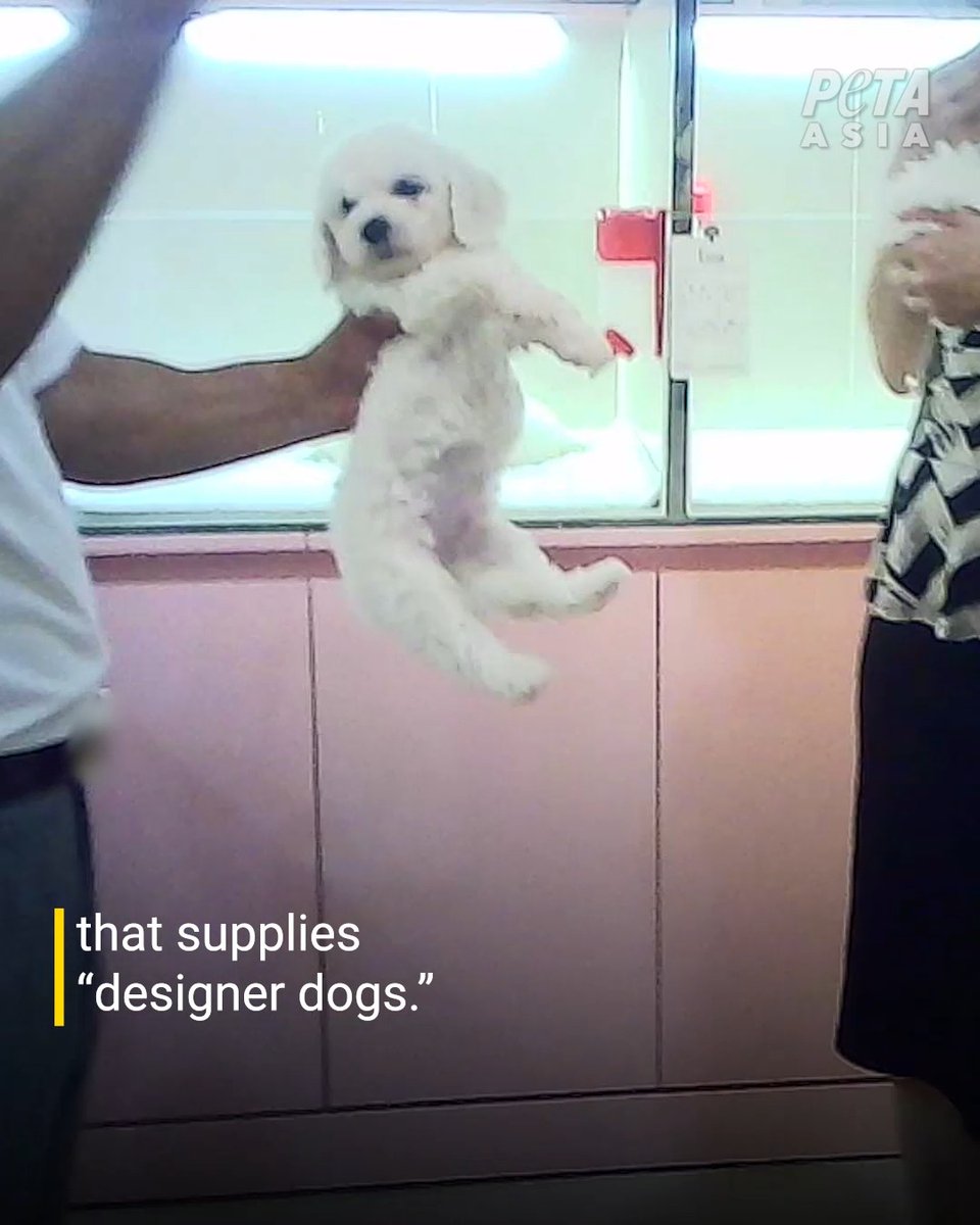 BREAKING: Wire cages caked with feces, deafening sounds of barking, & frightened dogs pacing back and forth desperate for attention—PETA Asia’s new eyewitness investigation reveals the nightmare inside South Korean puppy mills. Please never buy dogs & always adopt.