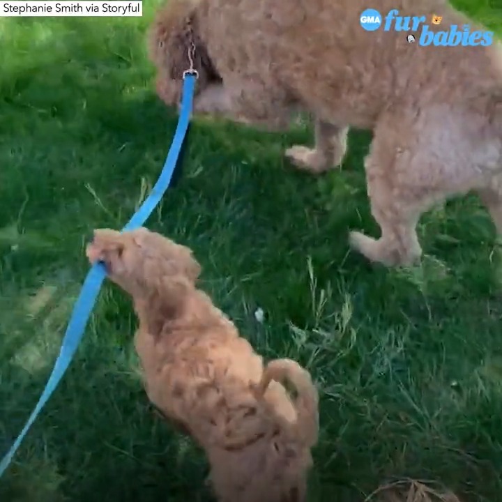 Watch this goldendoodle become best friends with his furry new brother! 😍