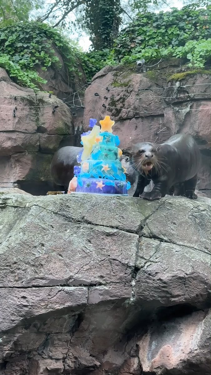 Happy 12th birthday to our giant river otter, Thor! 🥳 His keepers threw him a birthday party complete with an ice cake filled with fish! 🎂🐟 As you can see, Thor, his sister Yeyuno and buddy Matteo know the best way to get the fish out— throwing the cake in the water! 🌊