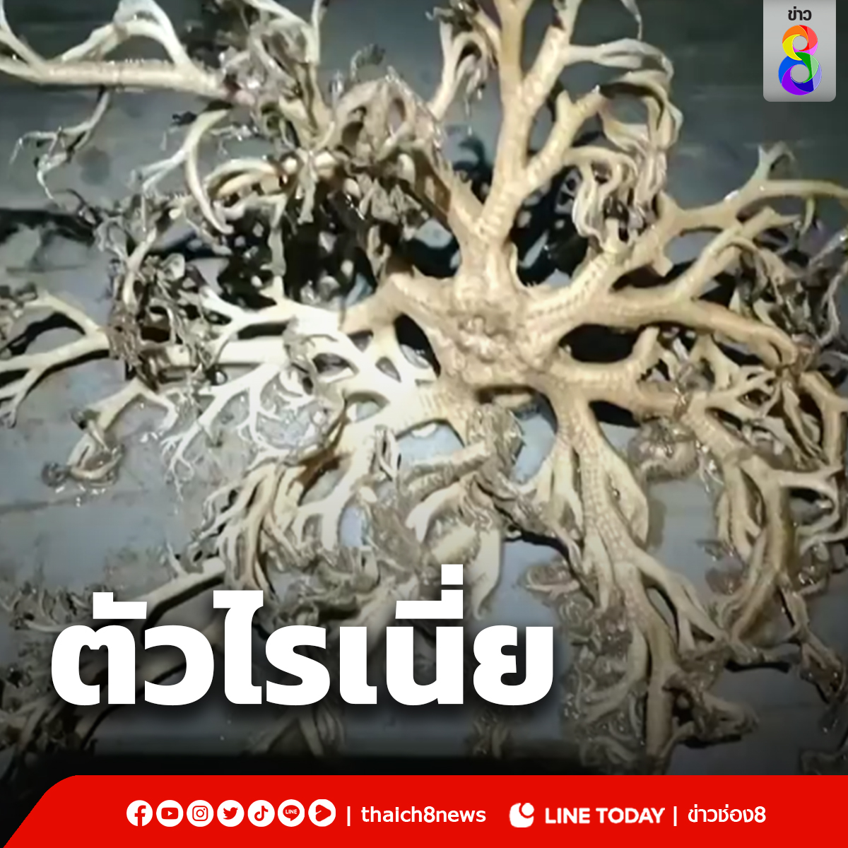 ชาวเน็ตแห่ถามกันเพียบ นี่มันตัวอะไรเนี่ยคล้ายปะการัง มีหนวดเหมือนปลาหมึก #ดาวตะกร้า #สัตว์ทะเล #ปลาดาวตะกร้า #ชาวประมง #ข่าวช่อง8 #ข่าวช่อง8ที่นี่ของจริง #ข่อง8กดเลข27