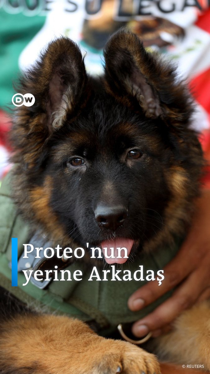 Türkiye’den Meksika’ya gönderilen yavru köpeğe "Arkadaş" adı verildi Üç aylık Alman çoban köpeği yavrusu, resmi bir törenle arama-kurtarma ekibine katıldı Arkadaş, Türkiye'deki deprem çalışmaları sırasında ölen kurtarma köpeği Proteo'nun anısını yaşatmak için hediye edilmişti