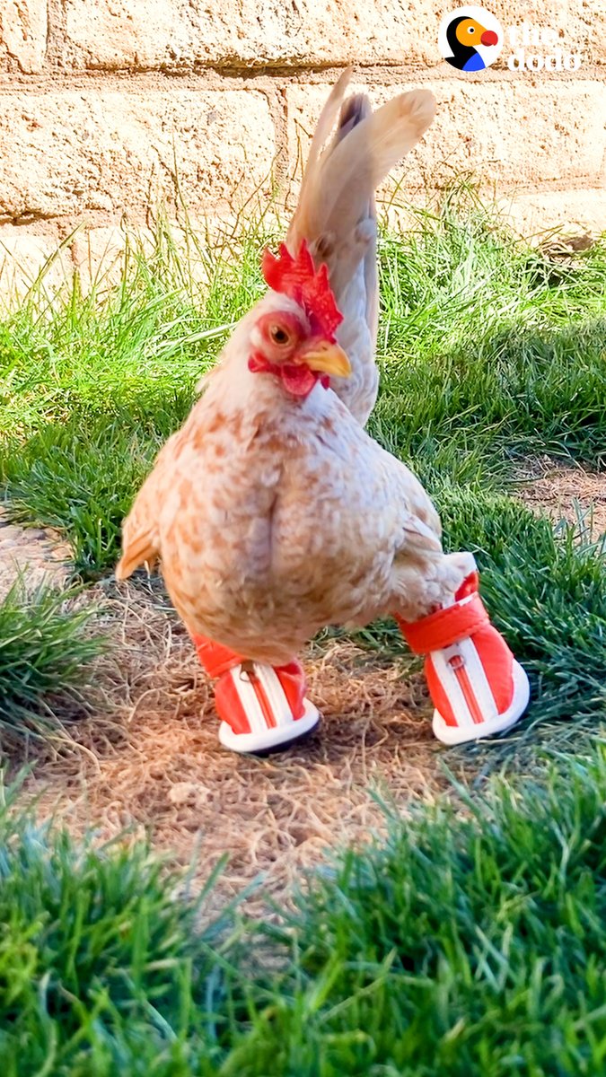 Rescue chicken learns to walk by wearing shoes — and now he has over 30 pairs ❤️