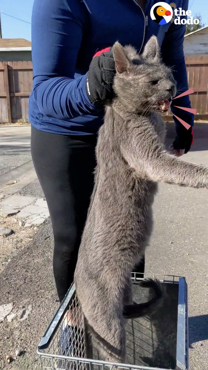 Cat left on the street when his owners moved jumps into his rescuer's arms for a hug ❤️