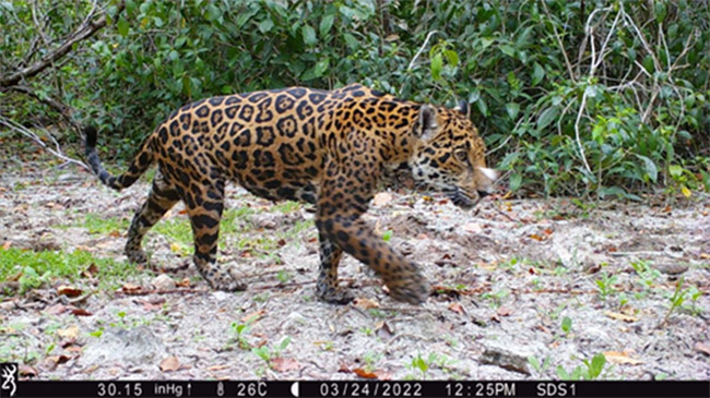 🔊+📷+☁+🤖🧠= Monitoreo acústico + Cámaras infrarrojas + #Nube + #IA Así estamos ayudando a preservar el #jaguar🐆, especie en peligro de extinción, y la biodiversidad en #Yucatán con la iniciativa #Tech4NatureMéxico. ¡Unidos para preservar la naturaleza!👇 #TECH4ALL #Huawei