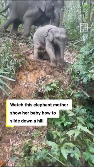 Moms are the best, part infinity: When this baby elephant was unsure how to descend a hill, his mother stepped forward to show him how it's done 🐘